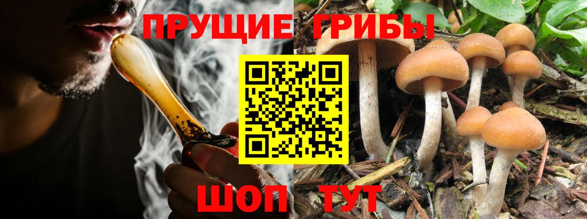 Галлюциногенные грибы прущие грибы  наркота  Шали  Вход с VPN  Псилоцибиновые грибы GOLDEN TEACHER 